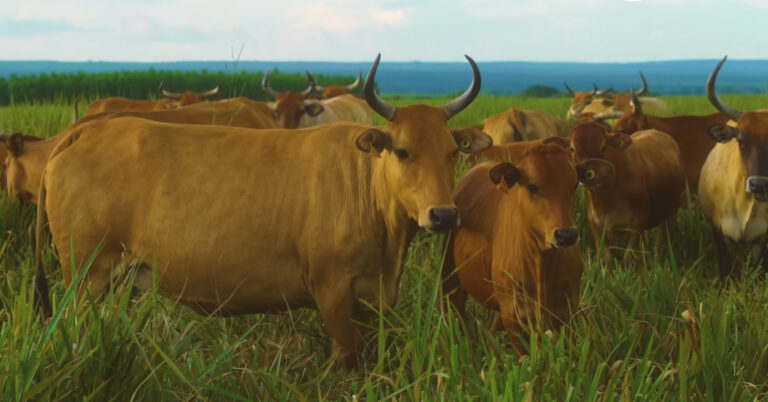 Taurino Tropical: criador da raça Caracu alia produtividade com qualidade da carne